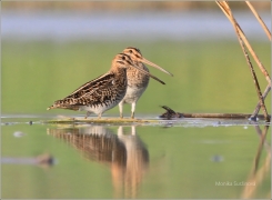 <p>BEKASINA OTAVNÍ (Gallinago gallinago) Českobudějovicko ----- /Common snipe - Bekassine/</p>
